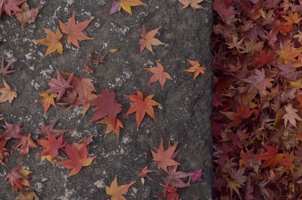 autumn colored leaves