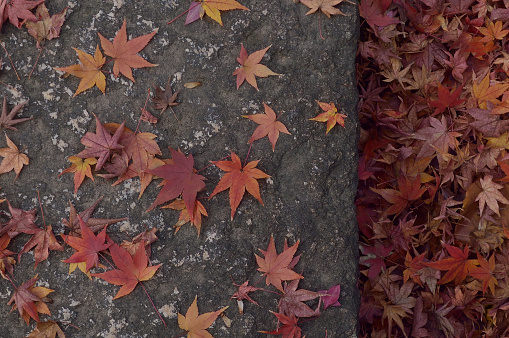 autumn colored leaves