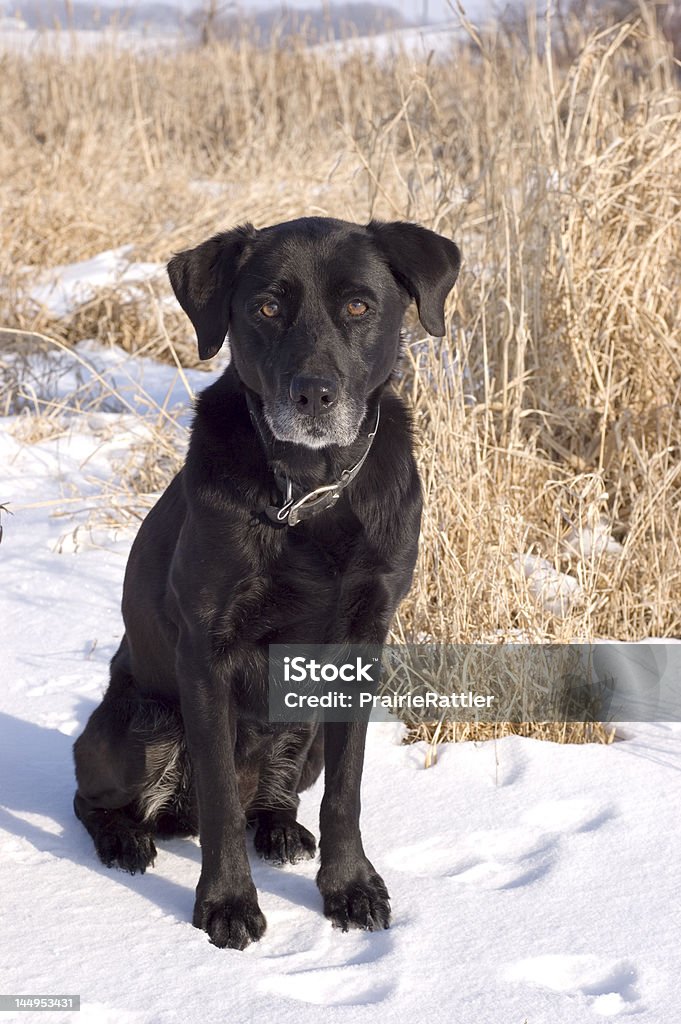 Old noir Lab se trouve dans un champ de neige - Photo de Adulte d'âge mûr libre de droits