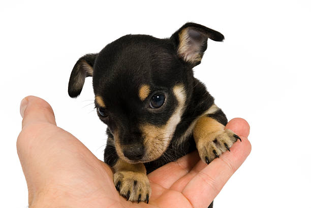 나는 친구. - chihuahua stroking pets human hand 뉴스 사진 이미지