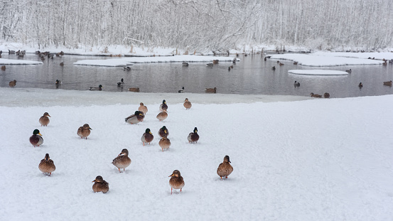 Beautiful view of the frozen pond with ducks in the park. The ducks are out on the ice.