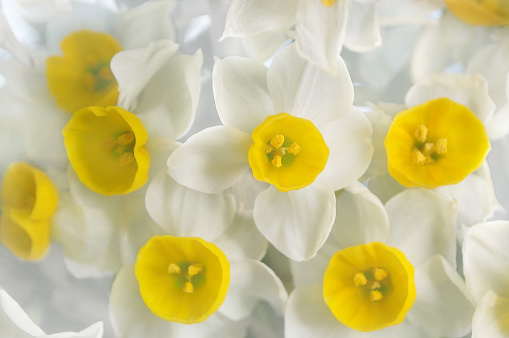 Natural Pattern of Narcissus/Close Up