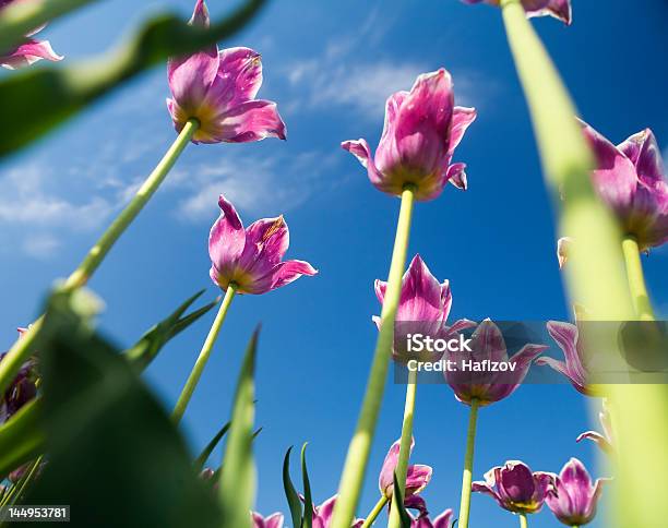 Tulipáns Desde Abajo Foto de stock y más banco de imágenes de Aire libre - Aire libre, Azul, Bajo - Posición descriptiva