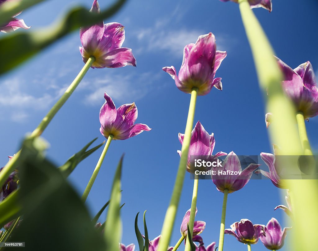 Tulipa s a partir de baixo - Royalty-free Abaixo Foto de stock