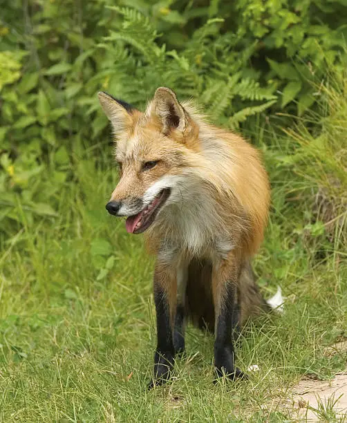 Telephoto shot of a red fox. Northern Minnesota