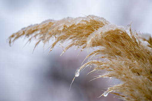 Close-up of frozen pampas grass