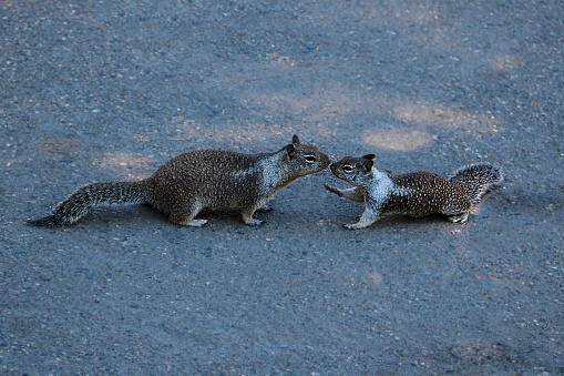Two gray squirrels kissing on a track in the park.