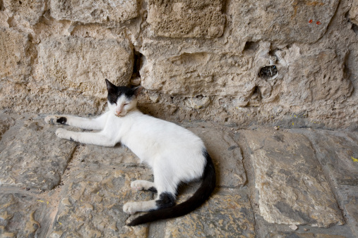 Satisfied cat at home in Jaffa Israel