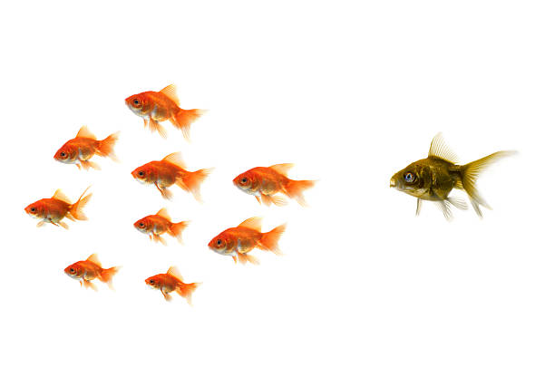 istock Ugly fish chasing groups of goldfish 144953901