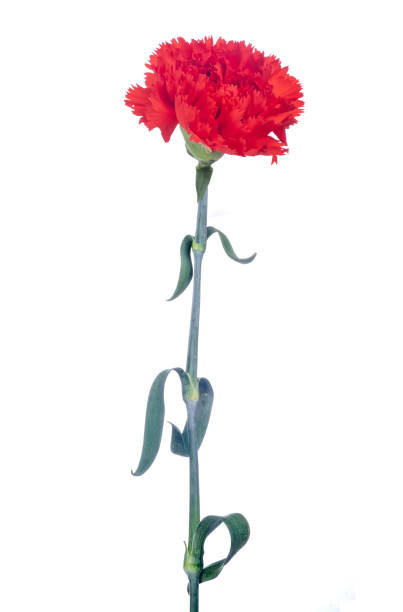 istock single red carnation flower, isolated on white background with stem and leaves 1449539767