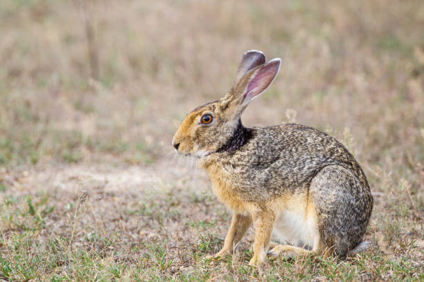 Black-naped hare resting on the shade of a tree in Yala, Sri Lanka Black-naped hare resting on the shade of a tree in Yala, Sri Lanka indian hare photos stock pictures, royalty-free photos & images