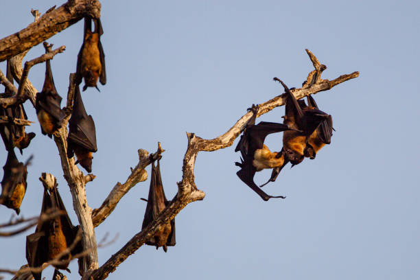 istock India flying Fox hanging from a dead branch in Yala, Sri Lanka 1449540077