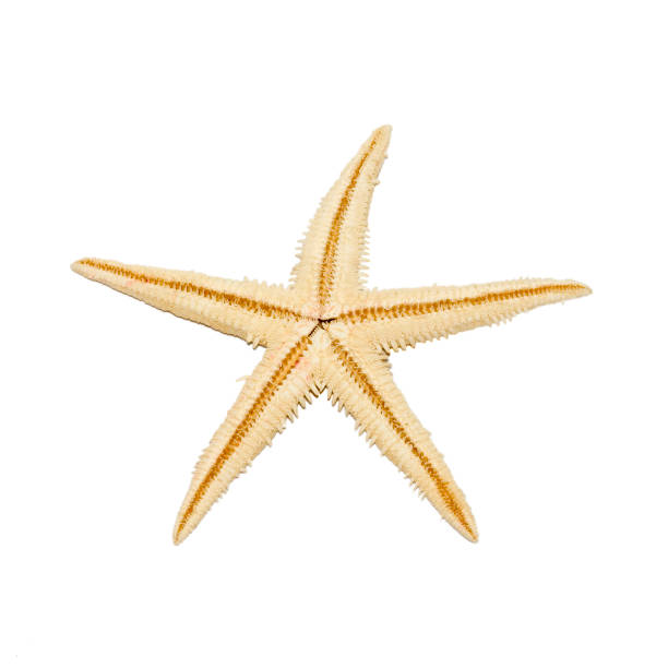 istock Star fish close up isolated 144954086