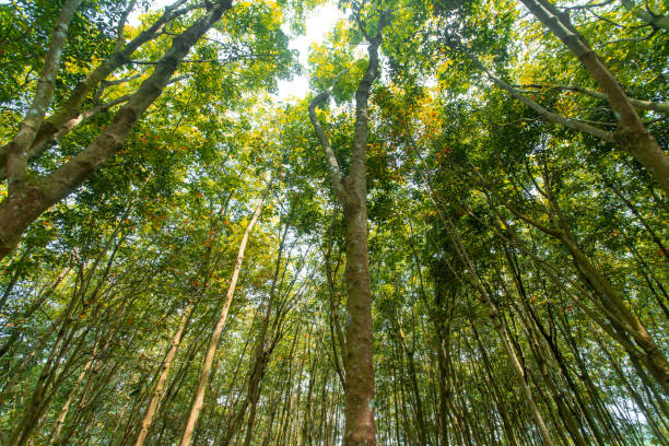 istock Low angle photograph of Hevea brasiliensis 1449541492