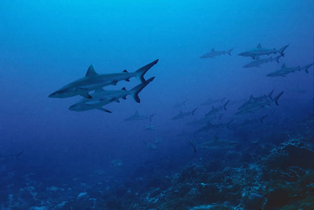 sharks in polynesia stock photo