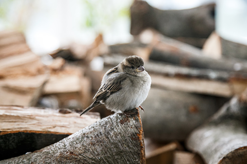 Sparrow perching on firewood chunk in winter, fluffing up its feathers to keep warm