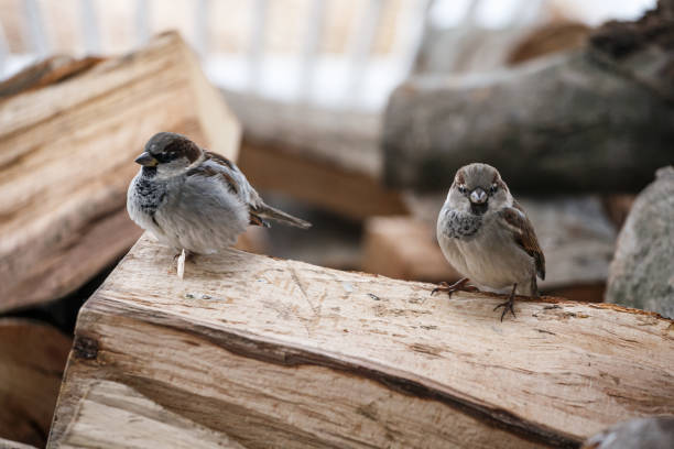 istock House sparrows fluffing up their feathers to keep warm, perching on log 1449541584