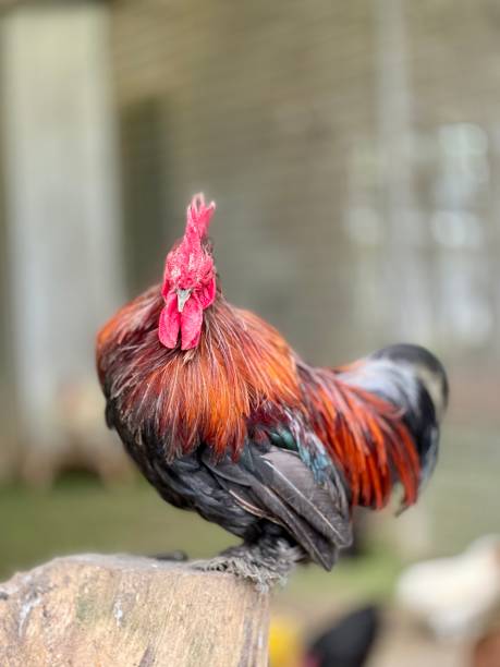 istock red crown black long feathers chicken in cage 1449542174