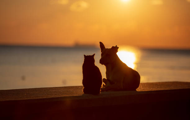 istock Cat and dog friendship 1449542661