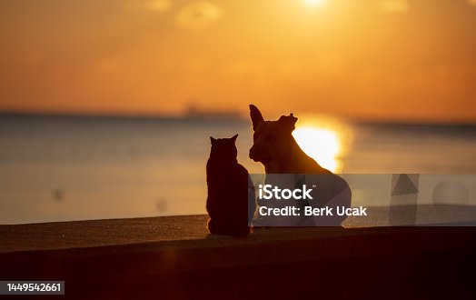 istock Cat and dog friendship 1449542661