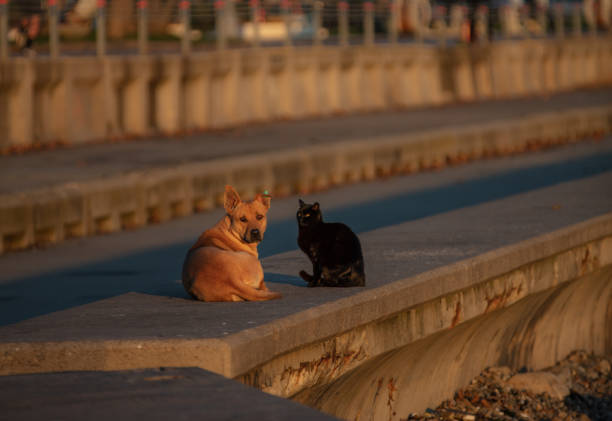 Cats and dogs have a range of interactions. The natural instincts of each species lead towards antagonistic interactions, though individual animals can have non-aggressive relationships with each other, particularly under conditions where humans have socialized non-aggressive behaviors.