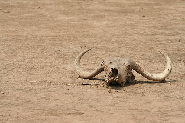 African Animal Skulls With Horns Stock Photos, Pictures & Royalty-Free  Images - iStock