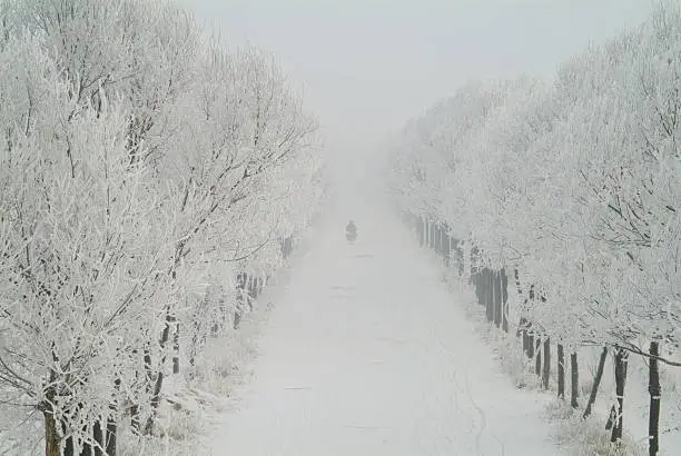 A man was motoring along the snowy road.Rows of trees frozen were byside.