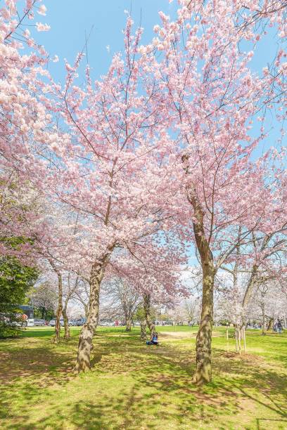 istock Flowering sakura trees in the park 1449544318