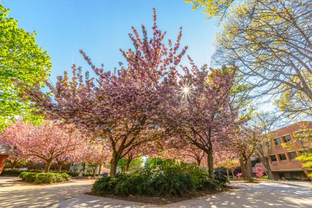 istock Flowering sakura trees in the park 1449544325