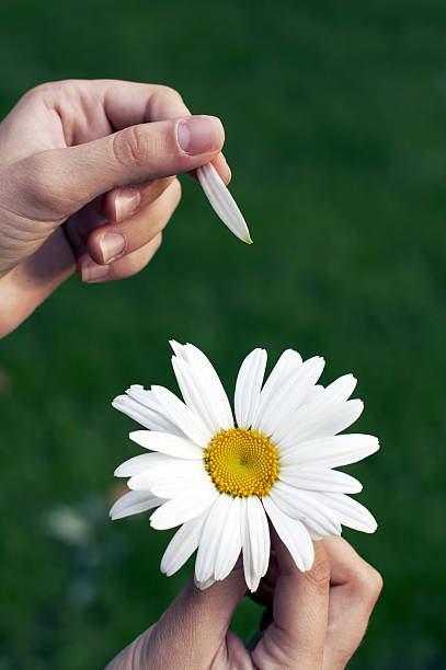 istock Camomile flower close up in hands 144954437