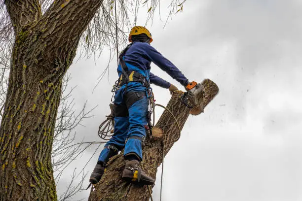 professional standing on the tree cutting, arborist pruning, removing a log safely. tree surgeon working using old chainsaw falling, standing multiple ropes, equipment. autumn cloudy sky