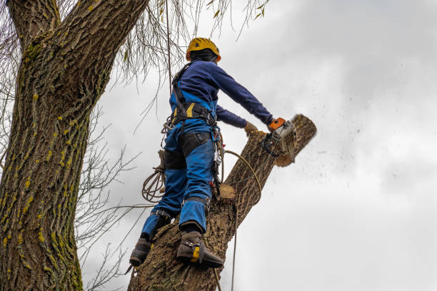 profissional em pé e cortando grande ramo nu de salgueiro durante um dia de outono - arboriculturist - fotografias e filmes do acervo