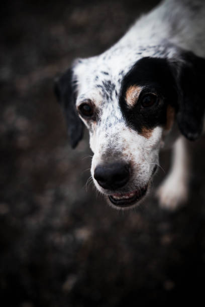 Portrait of white and black medium sized dog