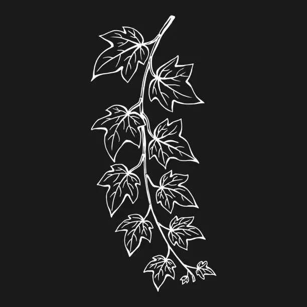 Vector illustration of Ivy leaves. Hand drawn illustration converted to vector.