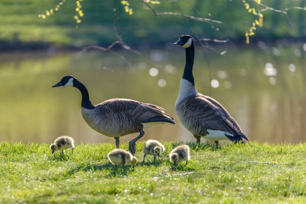 Selective focus shot of Canada geese with goslings A selective focus shot of Canada geese with goslings canada goose stock pictures, royalty-free photos & images