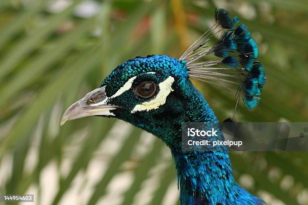 Proud Peacock Stock Photo - Download Image Now - Animal Neck, Beak, Bird