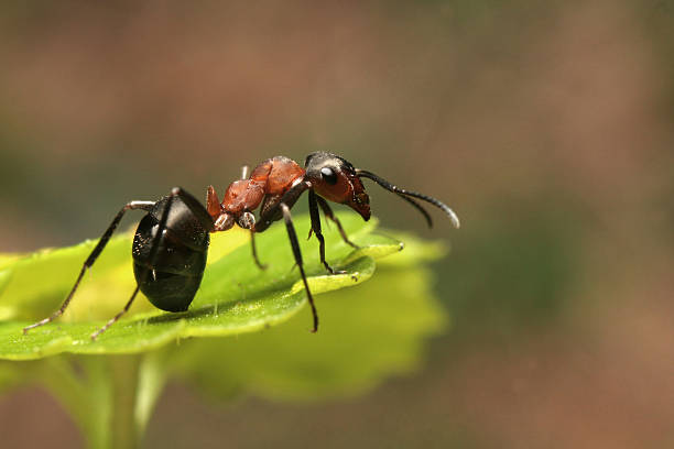 アント - ant ストックフォトと画像