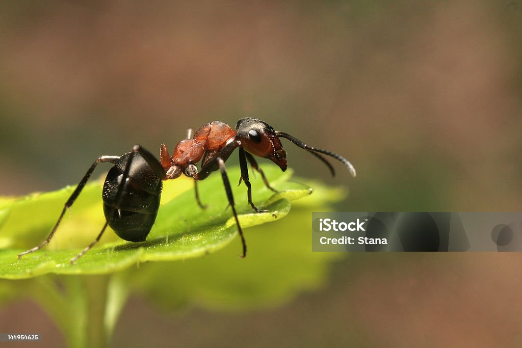 Ant ant Ant Stock Photo