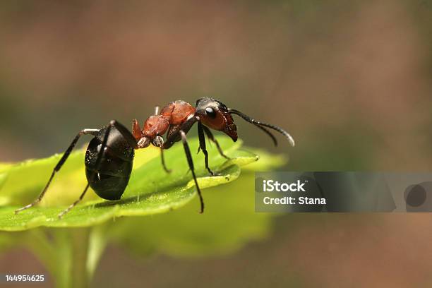 Ant Stock Photo - Download Image Now - Ant, Leaf, Close-up