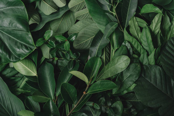 istock abstract green leaf texture, nature background, tropical leaf 1449546364