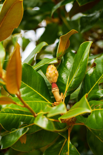가을에 무성한 단풍에 목련 나무 원뿔 모양의 과일 - magnolia fruit sweet magnolia evergreen tree 뉴스 사진 이미지