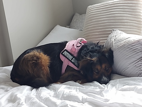 A dog, who serves as an emotional support animal, is lying on a bed after spending most of the day moving into her new home, a college dormitory.