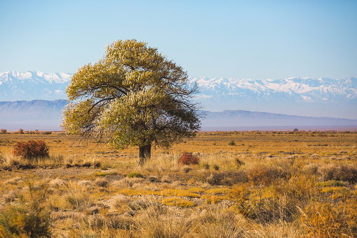 Tree in Altyn Emel National Park. Atumn in Kazakhstan