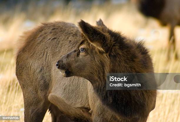 Foto de Elk No Banff National Park Alberta e mais fotos de stock de Alberta - Alberta, Animal selvagem, Banff