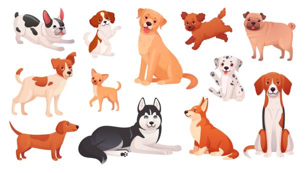 異なる品種の犬。漫画の遊び心のある犬や子犬のペット、血統の繁殖かわいい毛皮のような種類の品種動物ラッセル小さなパグかわいい猟犬の愛らしいペット独創的なベクターイラスト - animal backgrounds canine dachshund点のイラスト素材／クリップアート素材／マンガ素材／アイコン素材