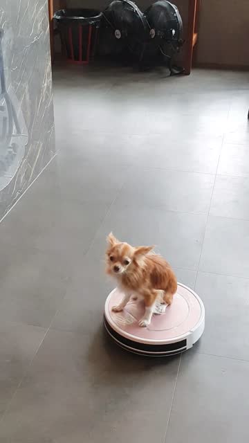 Dog playing on robot vacuum cleaner