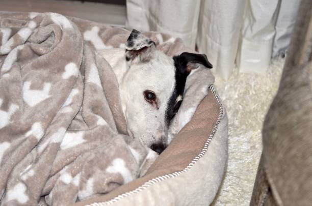 istock Black and white dog under a blanket 1449550017