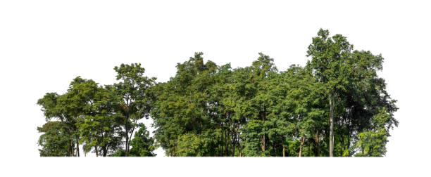 istock Forest and foliage in summer isolated on white background 1449550456
