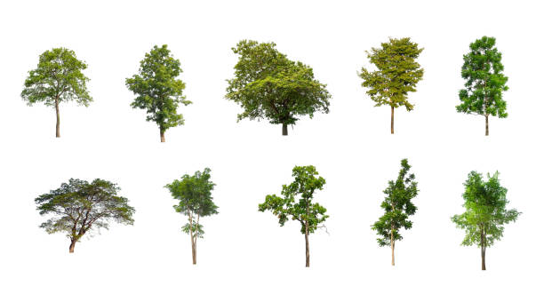 Set of Isolated trees on white background , The collection of trees stock photo
