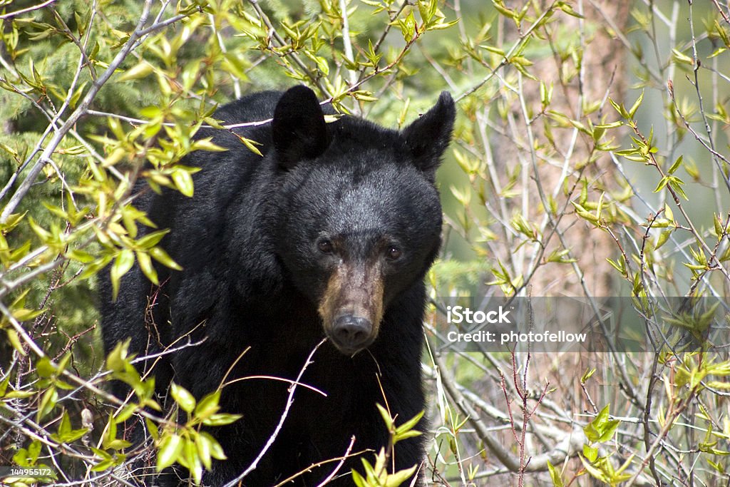 Black bear. Black bear coming out of the bushes. American Black Bear Stock Photo